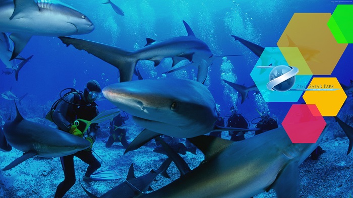 شکار کوسه ها ، زیما سفر